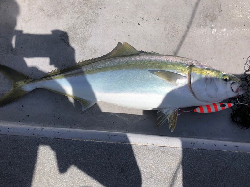 大阪湾 青物ジギング