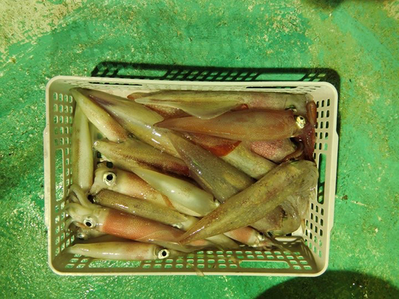 日本海のイカメタル