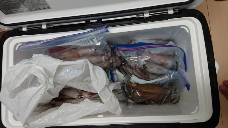 鳥取イカメタル絶好調!