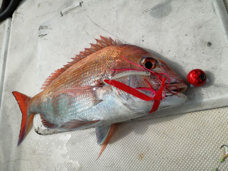 明石の夏満喫!2キロオーバーがでた!