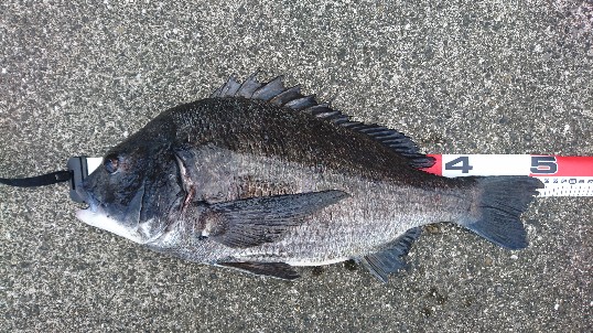 またまたフェニックス