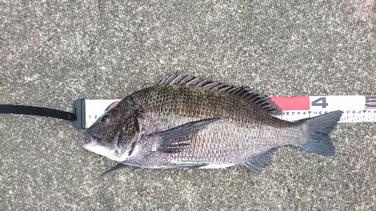 またまたフェニックス