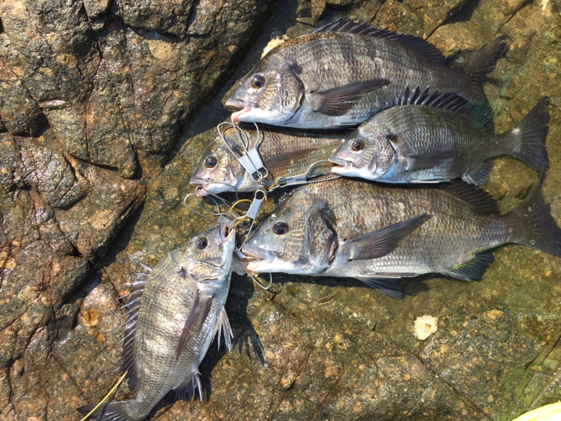 トラブルあり、ドラマあり!?家島釣行