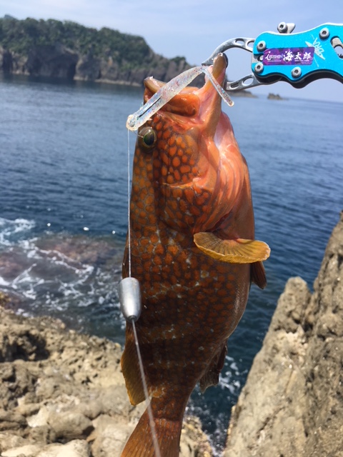 日本海ハードロックフィッシュ!