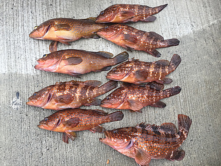 日本海ハードロックフィッシュ!