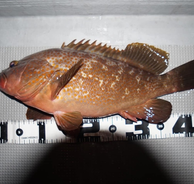 大阪湾ロックフィッシュゲーム