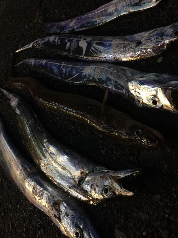 タチフカセゲーム