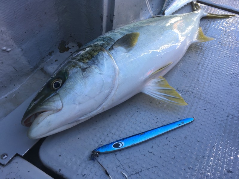 日本海 青物ジギング