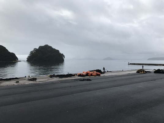 京都 エギング調査