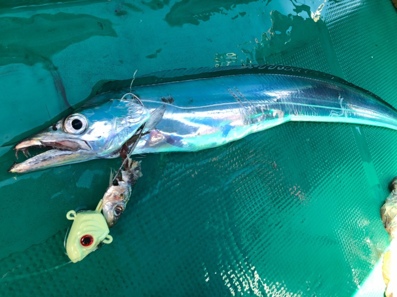 須磨沖タチウオテンヤ&ジギング