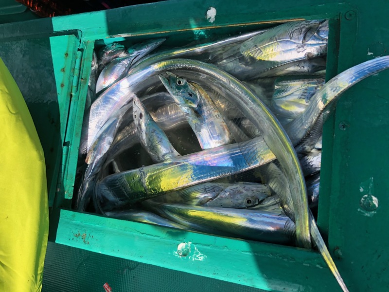 須磨沖タチウオテンヤ&ジギング