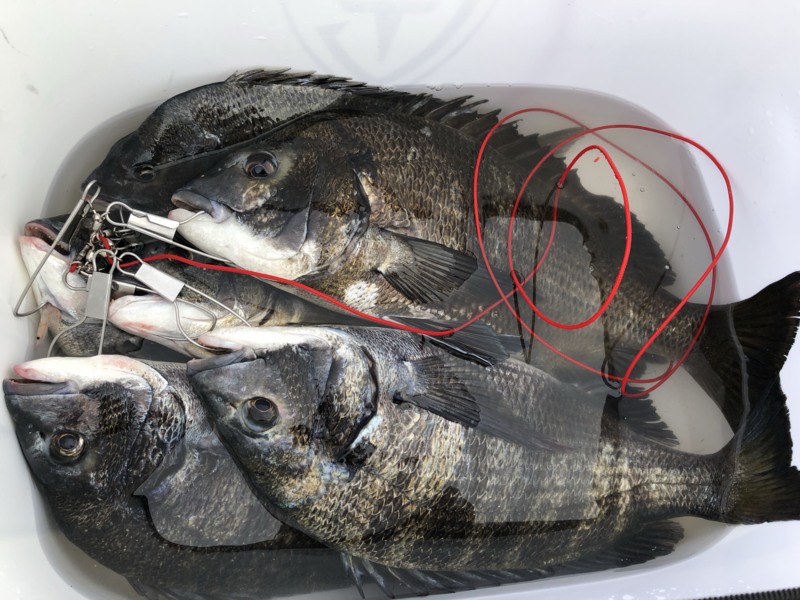 チヌロマンを求め!! 大阪湾・尼崎編