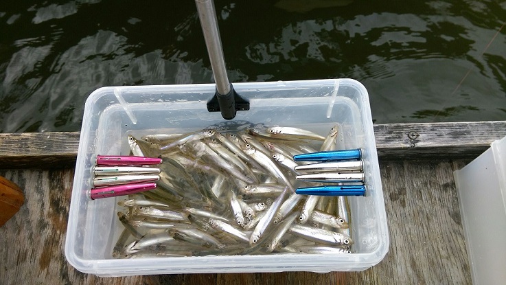 ワカサギ釣り好調!