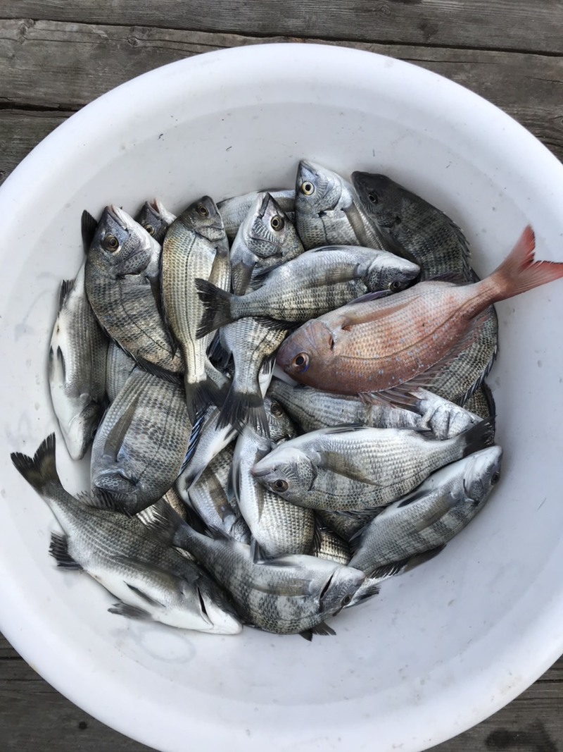 三重県 チヌ イカダ釣り研修