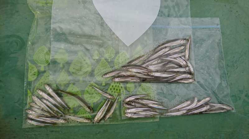 滋賀県余呉湖でわかさぎ釣り!これからに期待!