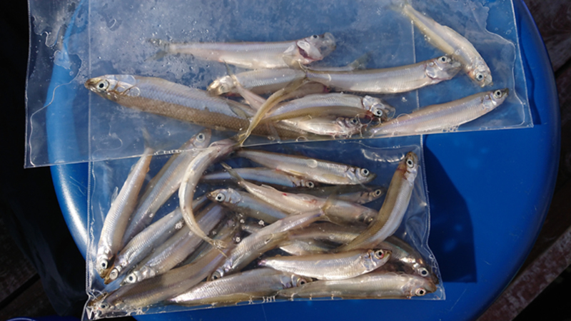 東条湖でワカサギ釣り 14cm超えのメガワカサギをゲット!