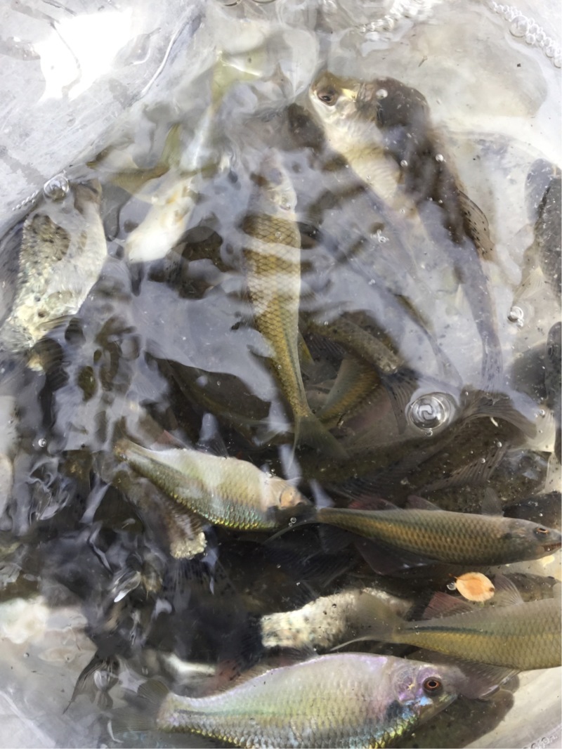 【京都】宇治川で厳寒期のタナゴ釣り