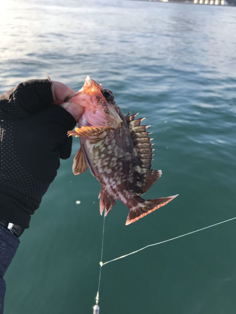 山口県 姫島沖で泳がせ釣り│胴付仕掛でカサゴとメバルGET