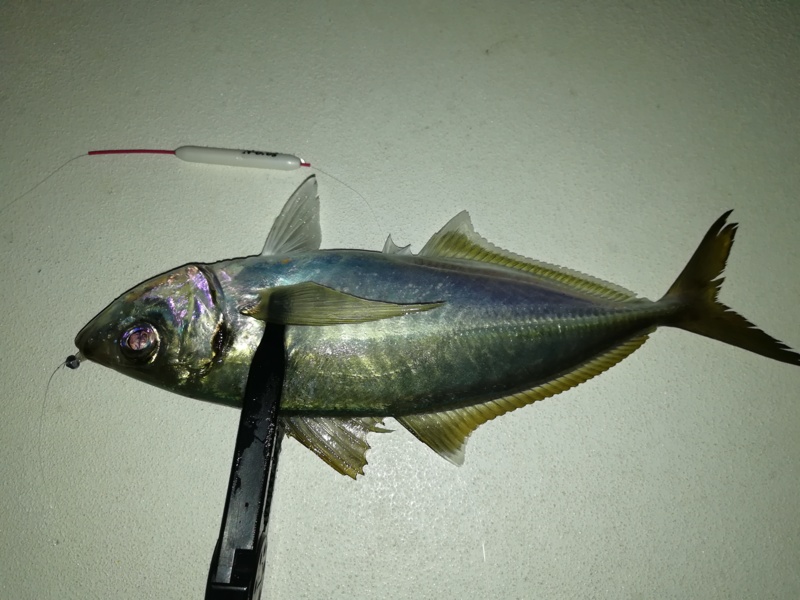 【和歌山】南海マリーナでアジング│MAX38cmのアジGET