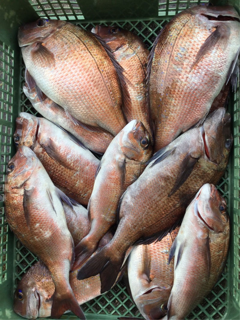【淡路島じゃのひれ海上釣り堀】ウキ釣りで鯛を14匹