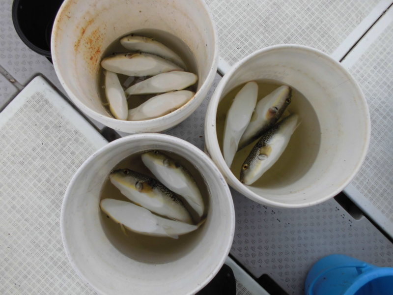 【姫路市】冬のショウサイフグ釣り│30オーバーGET