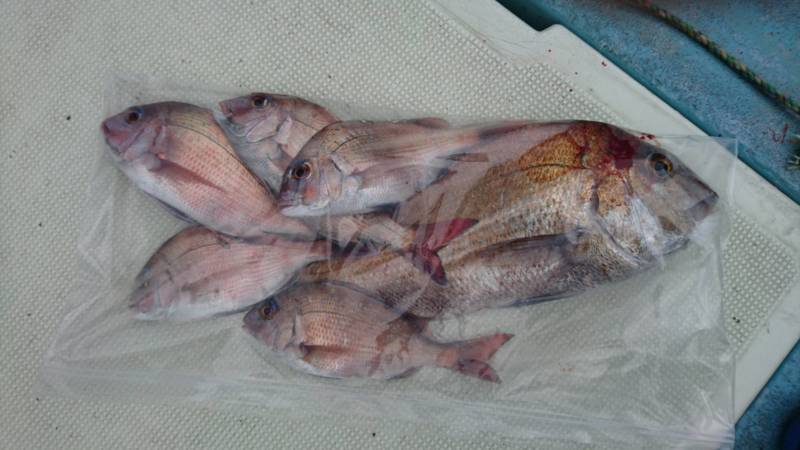 【鳴門市】鯛サビキ│仕掛けはアシスト工房の鯛サビキ仕掛け