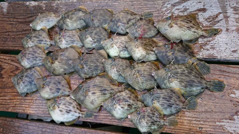 三重県贄浦へ磯ふかせ/磯カワハギ