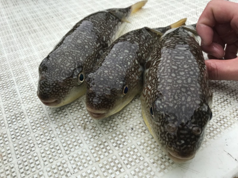 【兵庫県高砂】神孝丸さんでショウサイフグ釣り!