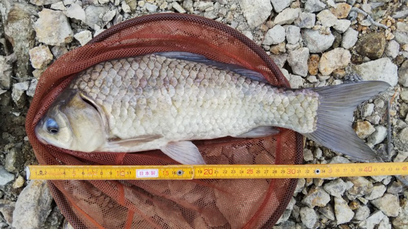 【兵庫県】青野ダムでヘラブナ釣行│40cmのマブナGET
