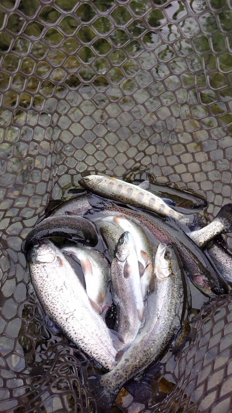 高槻市芥川でトラウト釣り│1.6gのオレンジ系スプーンが◎