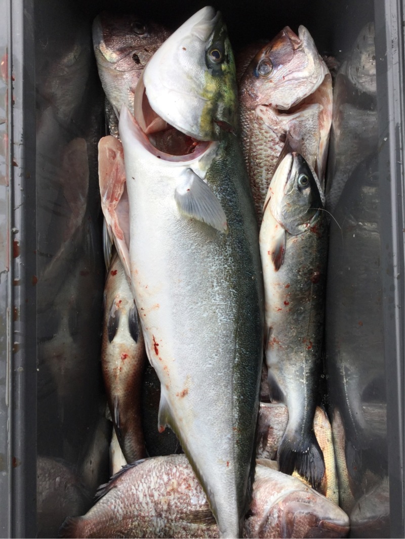 兵庫県家島の釣り掘【水宝】で鯛・サーモンを狙う