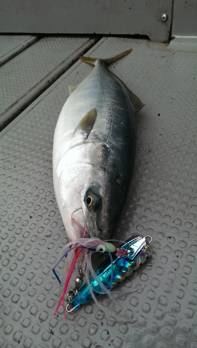 「京都府」日本海でジギング|青物(ハマチ)釣果!