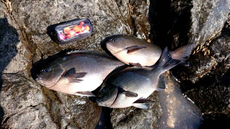 愛媛県宇和島市蒋淵でのグレフカセ釣り遠征♪