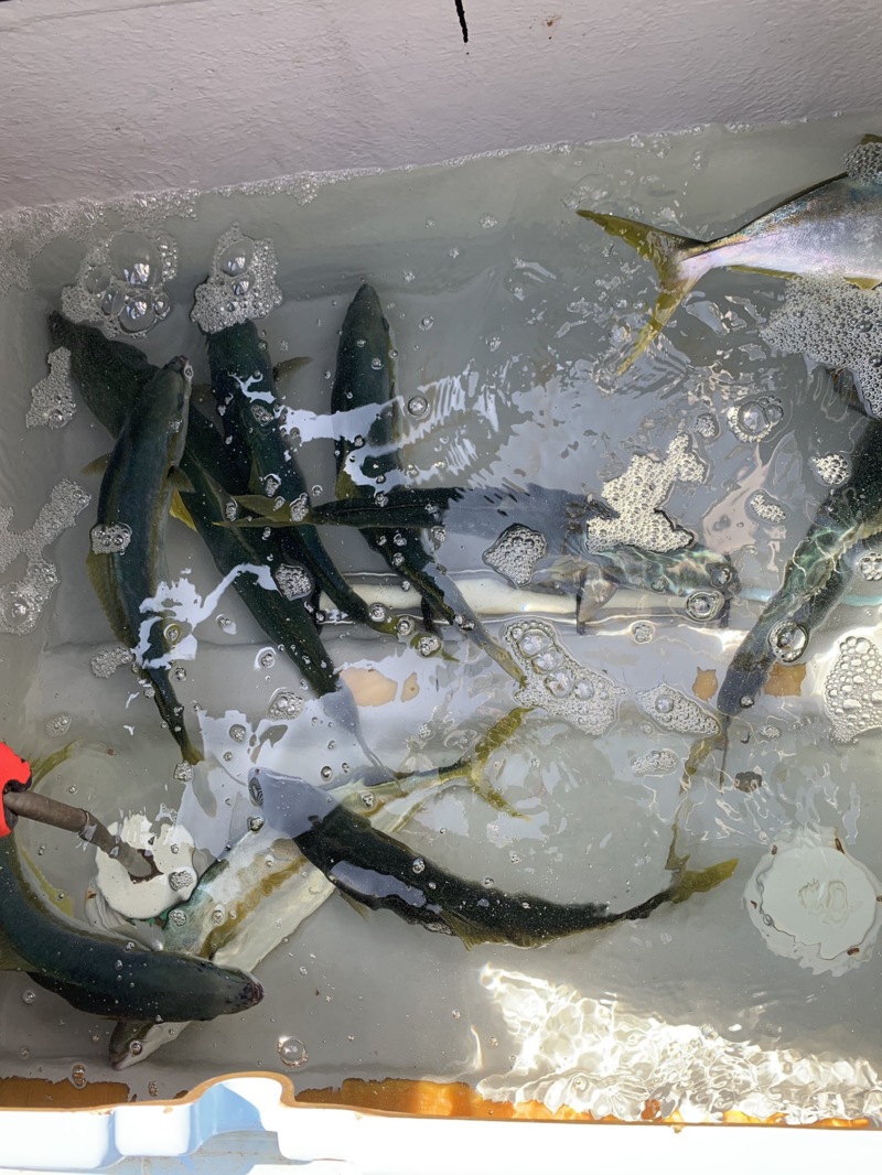 【長崎県対馬市】みち丸さんでヒラマサジギング!