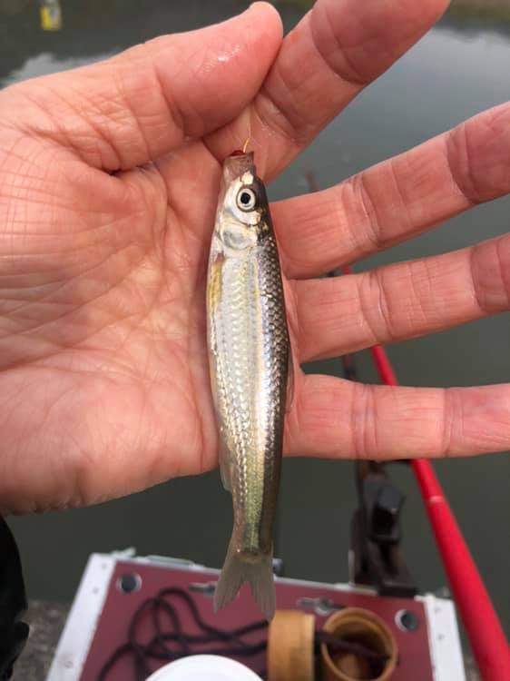 滋賀県近江八幡長命寺川で本モロコ釣果