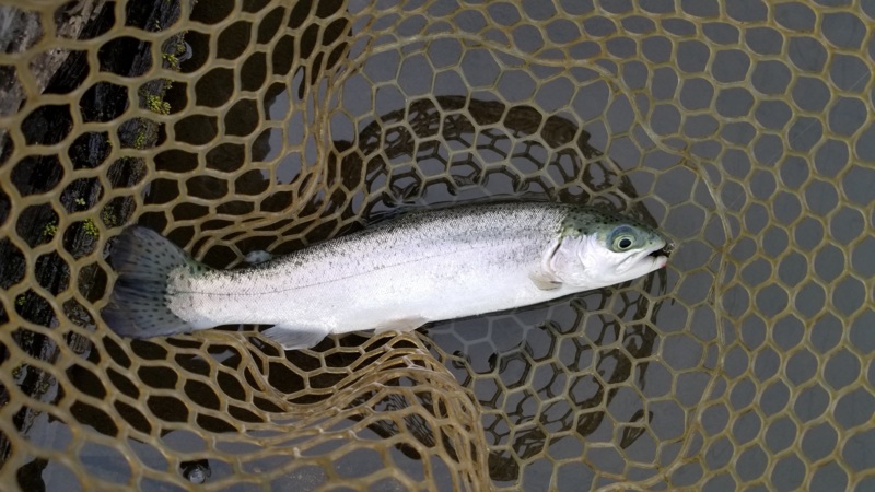 【滋賀県】アクア.ヘヴン でニジマス釣り