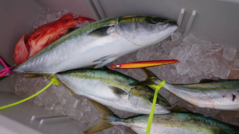 【京都府丹後】オフショアジギング│メジロ・ハマチ・カサゴ釣果