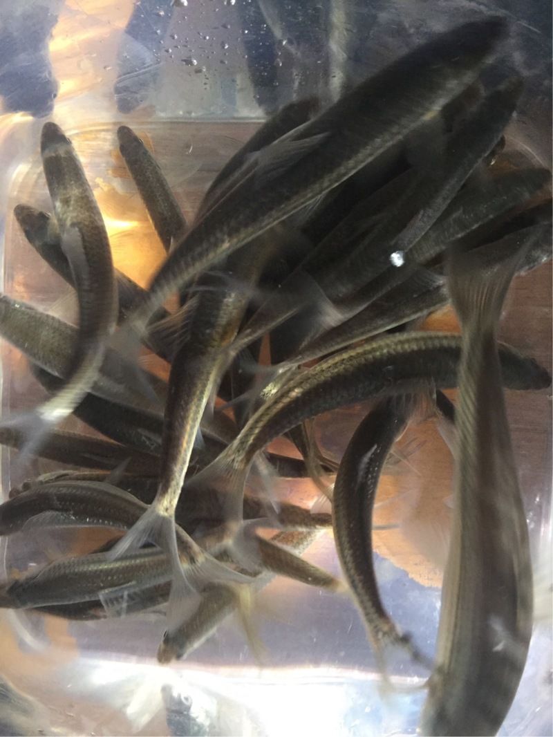 【近江八幡長命寺川大同川】本モロコ釣果