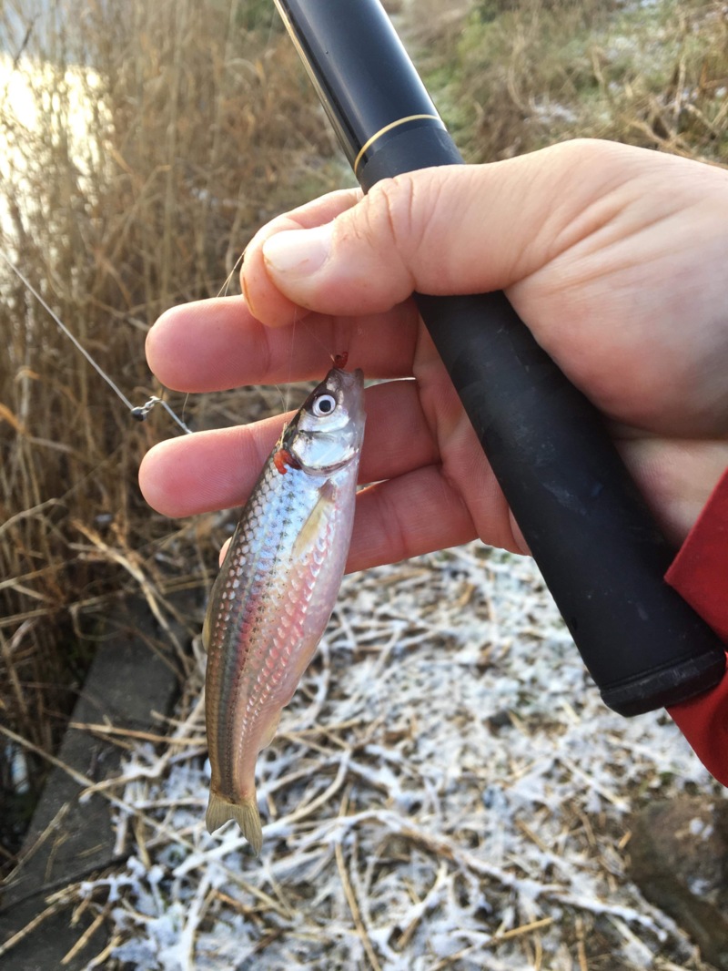 【近江八幡長命寺】ウキ釣りでホンモロコを狙う