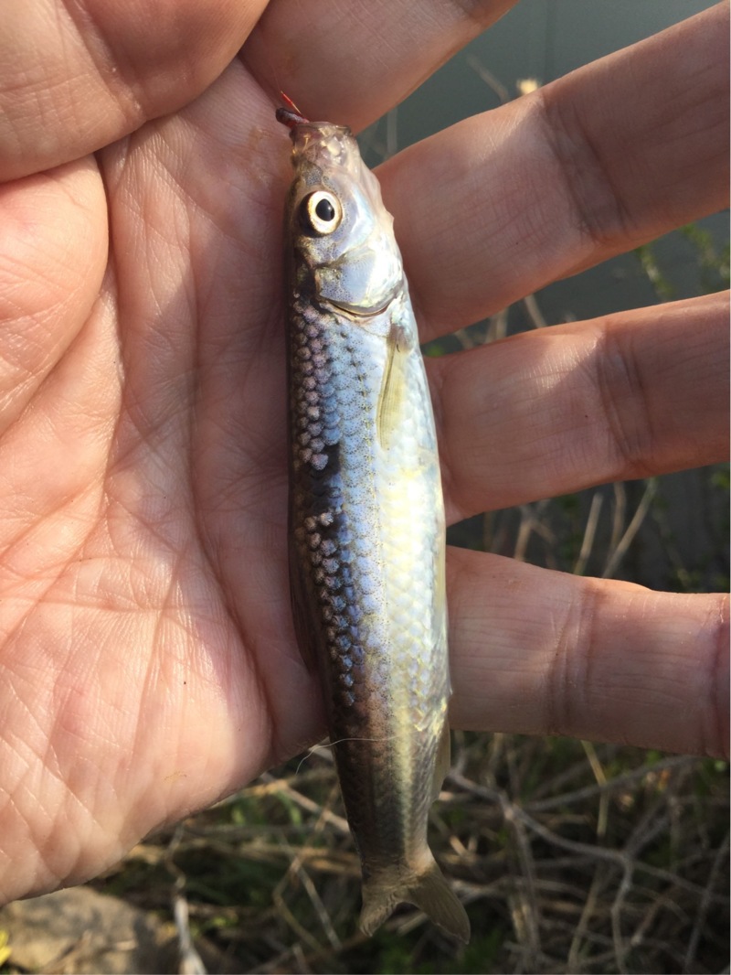 近江八幡長命寺│琵琶湖で本モロコ釣り♪