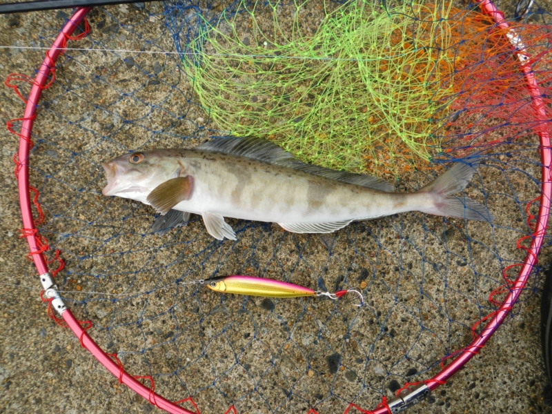 北海道 道南/熊石/上ノ国/松前でホッケを狙う!