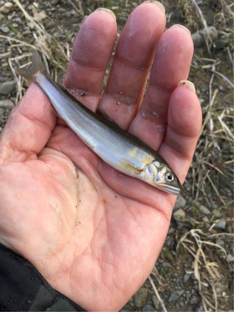 知内川で淡水ウキ釣り│小鮎爆釣!