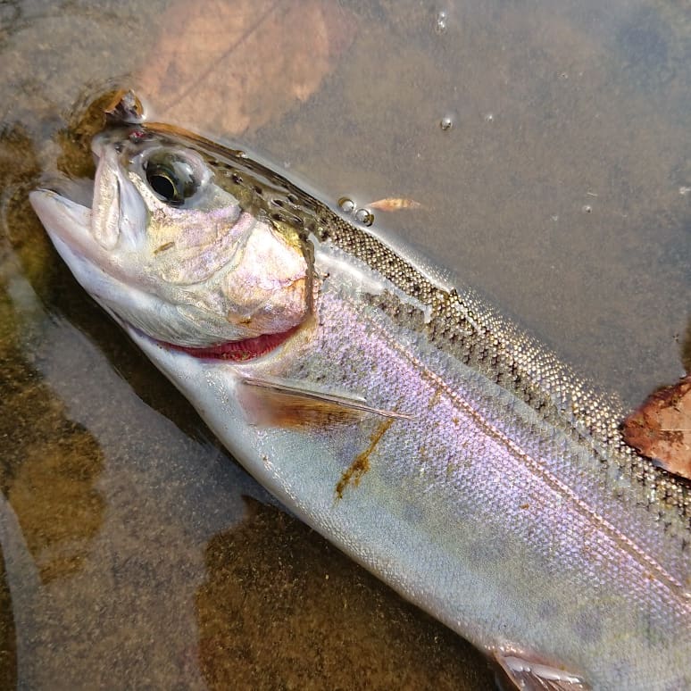 大阪府高槻市│芥川でトラウトフィッシング