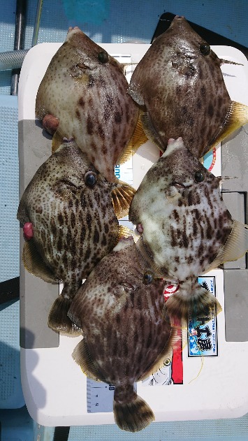 徳島県阿南│船釣りでキモパンカワハギ釣行