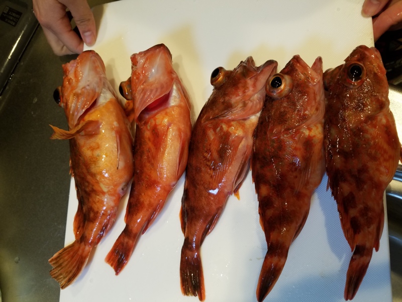 【和歌山県加太】船釣りでアジを狙う│ガシラGET!