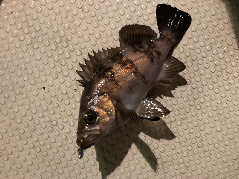 大正「FUJIYAMA」でボートシーバス釣果