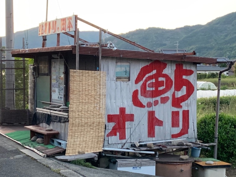 和歌山県有田川で鮎釣行