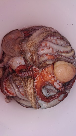 始めての明石タコ