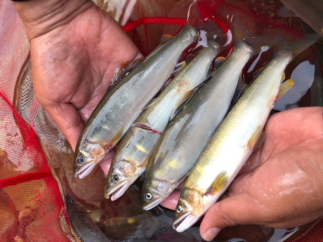 古座川で鮎釣行!