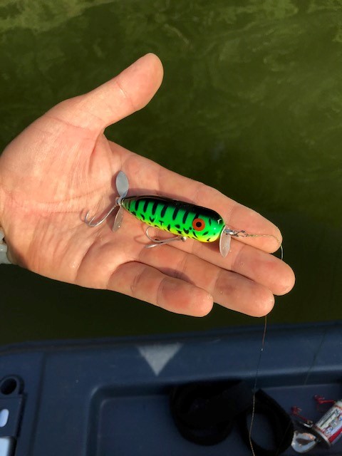 青野ダムの嬉しい一尾